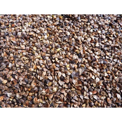 Buckwheat