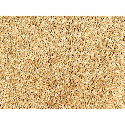 Canary Seed
