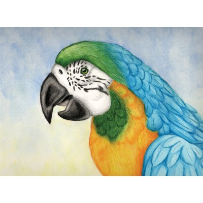 Macaw Macaw