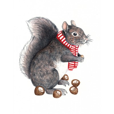 Grey Squirrel Grey Squirrel