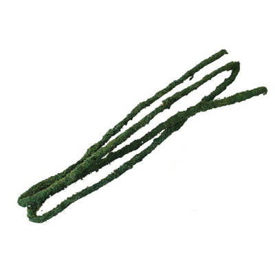 Tropical Vine - green