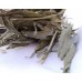 Maize Leaf 