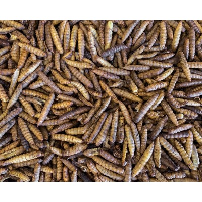 Calci Worms - Dried