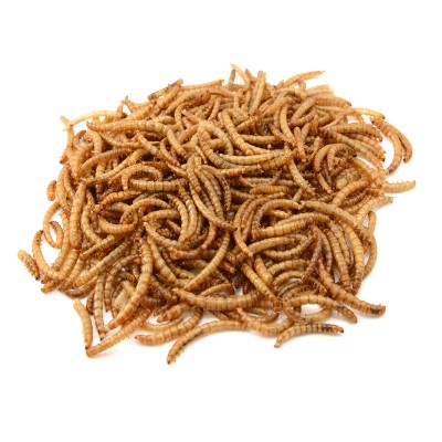 Mealworms - Dried