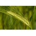 Barley - Whole