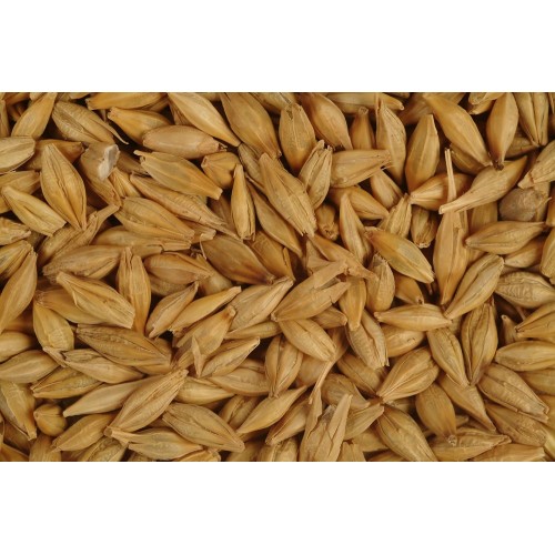 Barley - Whole