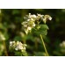 Buckwheat