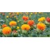 Safflower
