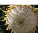 Sunflower - White