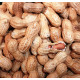 Peanuts Roasted in Shell Peanuts Roasted in Shell