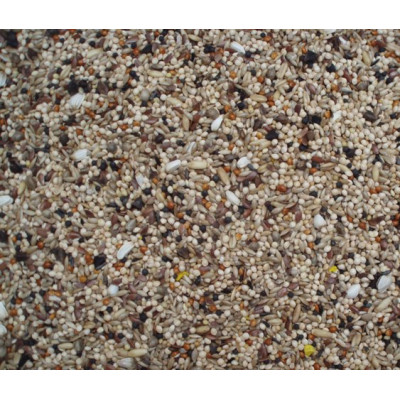 Grass Parakeet Grass Parakeet