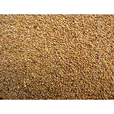 Millet - Panicum