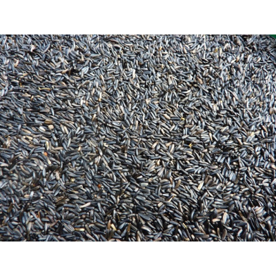 Niger Seed Niger Seed