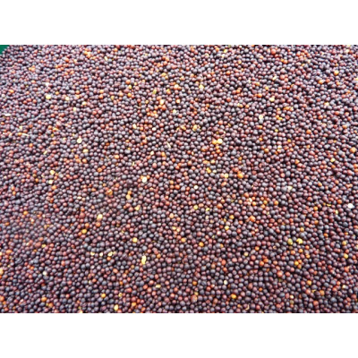 Rapeseed - Small Red Rapeseed - Small Red