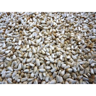 Safflower