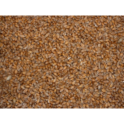 Wheat - Whole